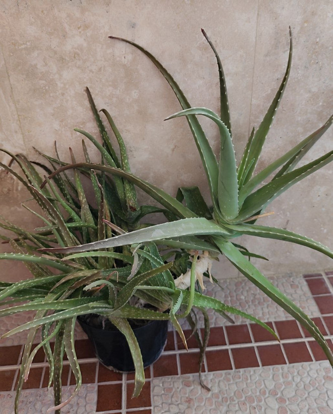 گل آلووئه را (ارسال فقط ارومیه)