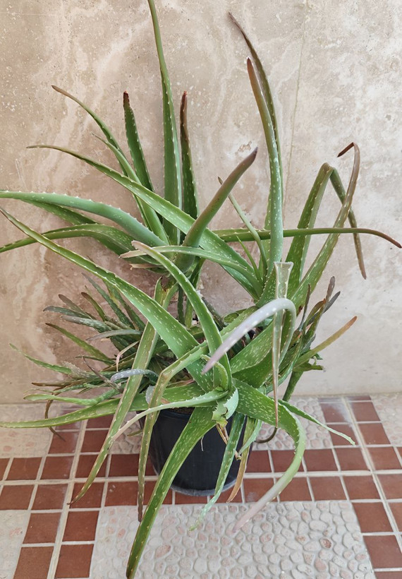 گل آلووئه را (ارسال فقط ارومیه)