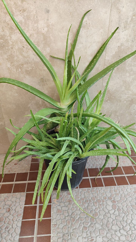 گل آلووئه را (ارسال فقط ارومیه)