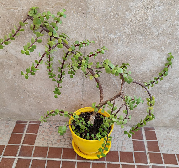 گل کراسولا خرفه (ارسال فقط ارومیه)