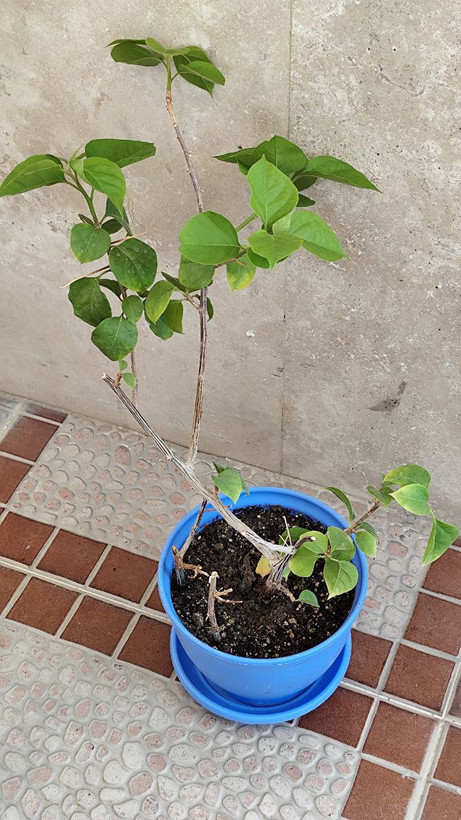 گل کاغذی قرمز (ارسال فقط ارومیه)