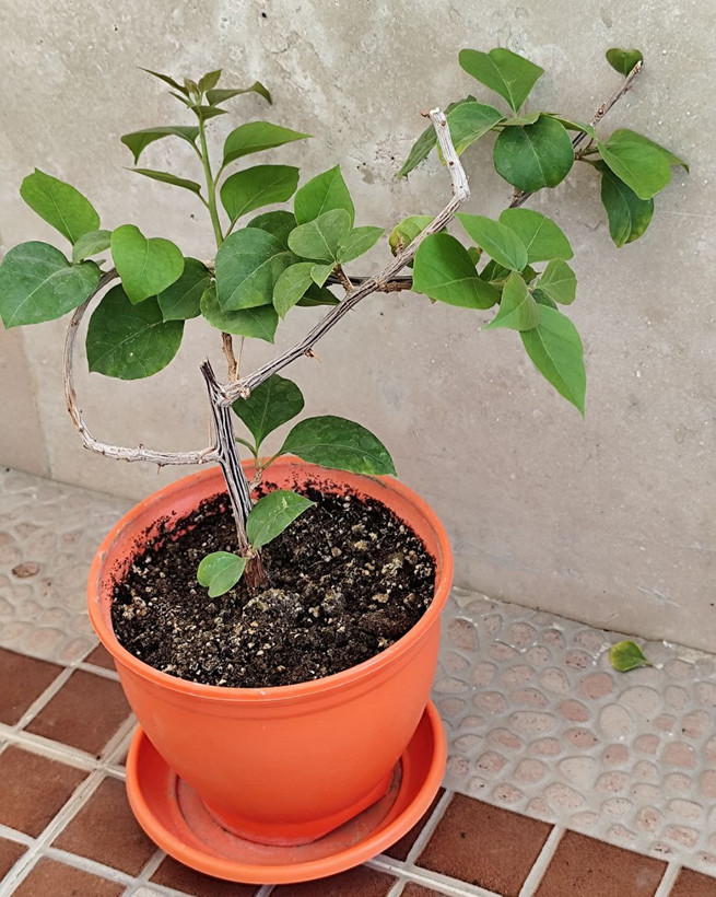 گل کاغذی قرمز (ارسال فقط ارومیه)